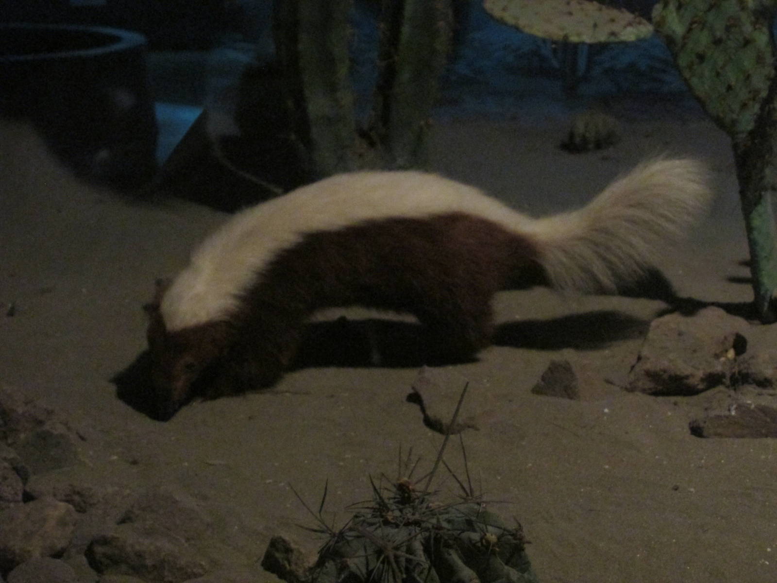 hog nosed skunk museo de historia natural