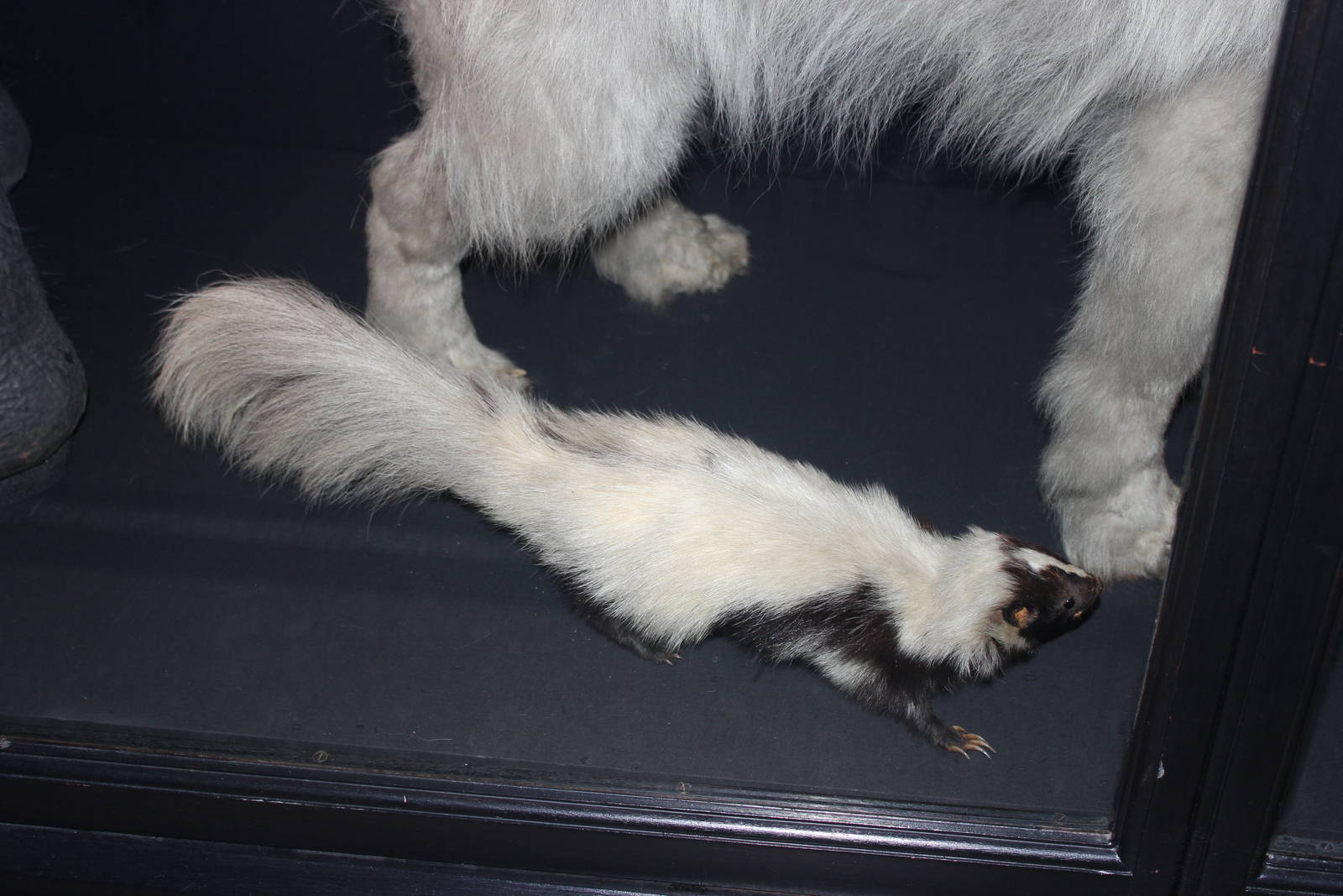 Hog-nosed skunk (Taxidermy)