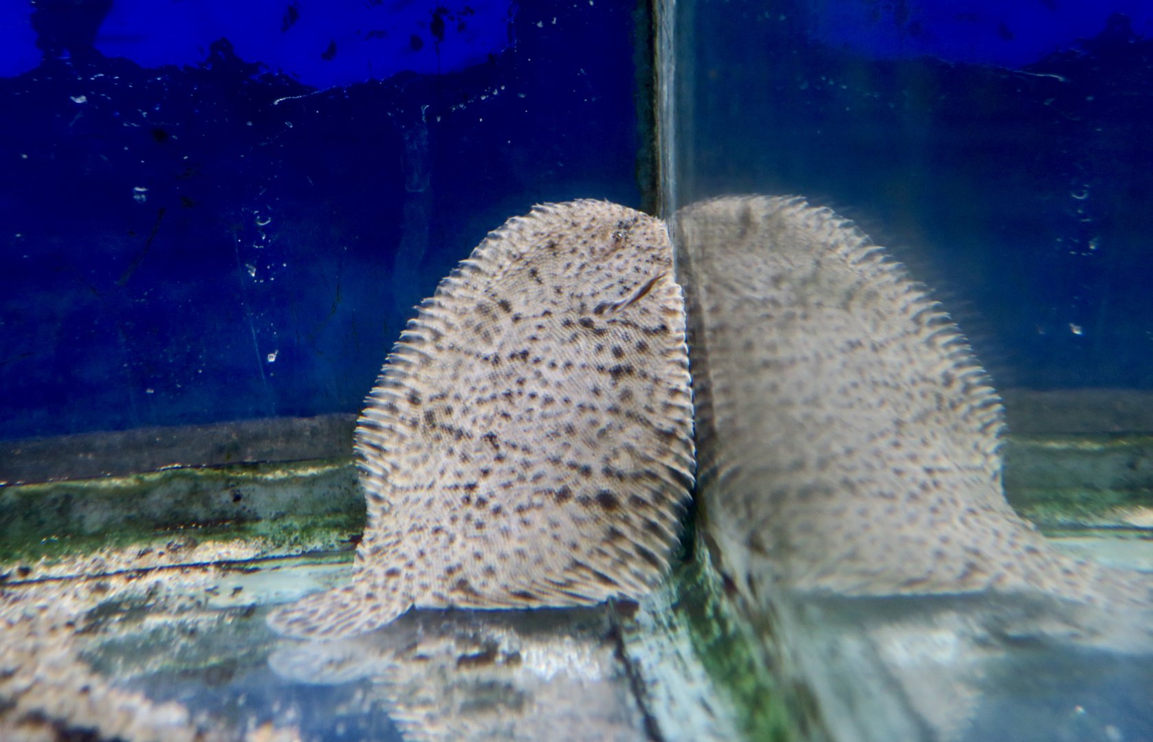 Hogchoker (Trinectes maculatus)