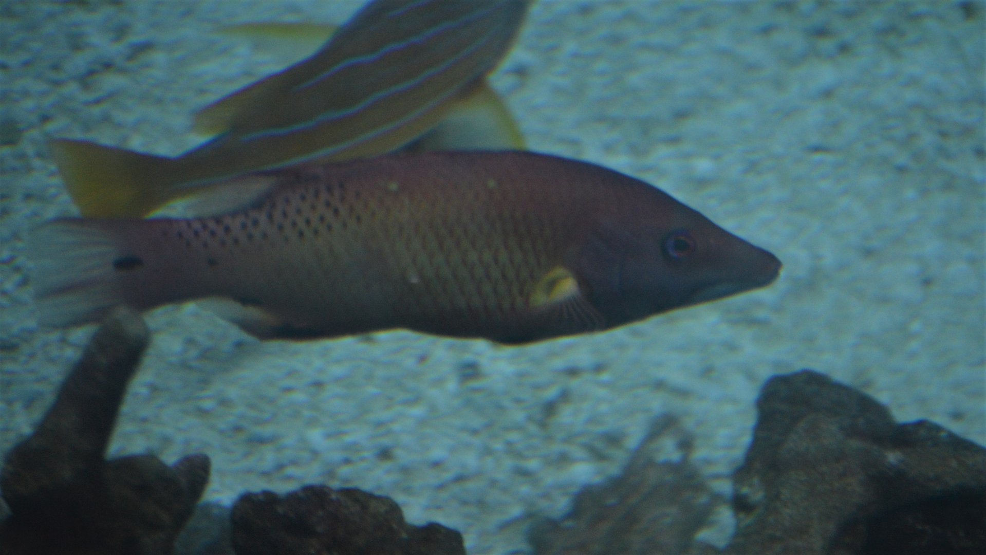 Hogfish ID (Aquarium of the Pacific)
