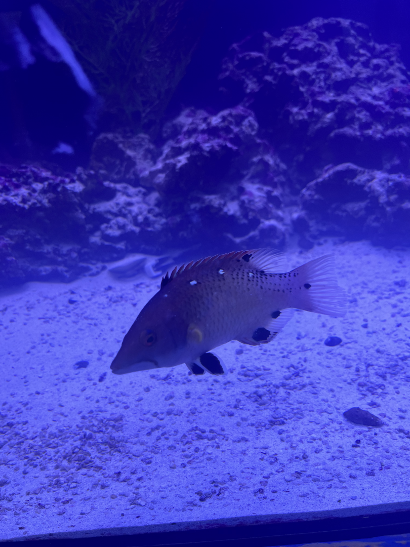 Hogfish ID