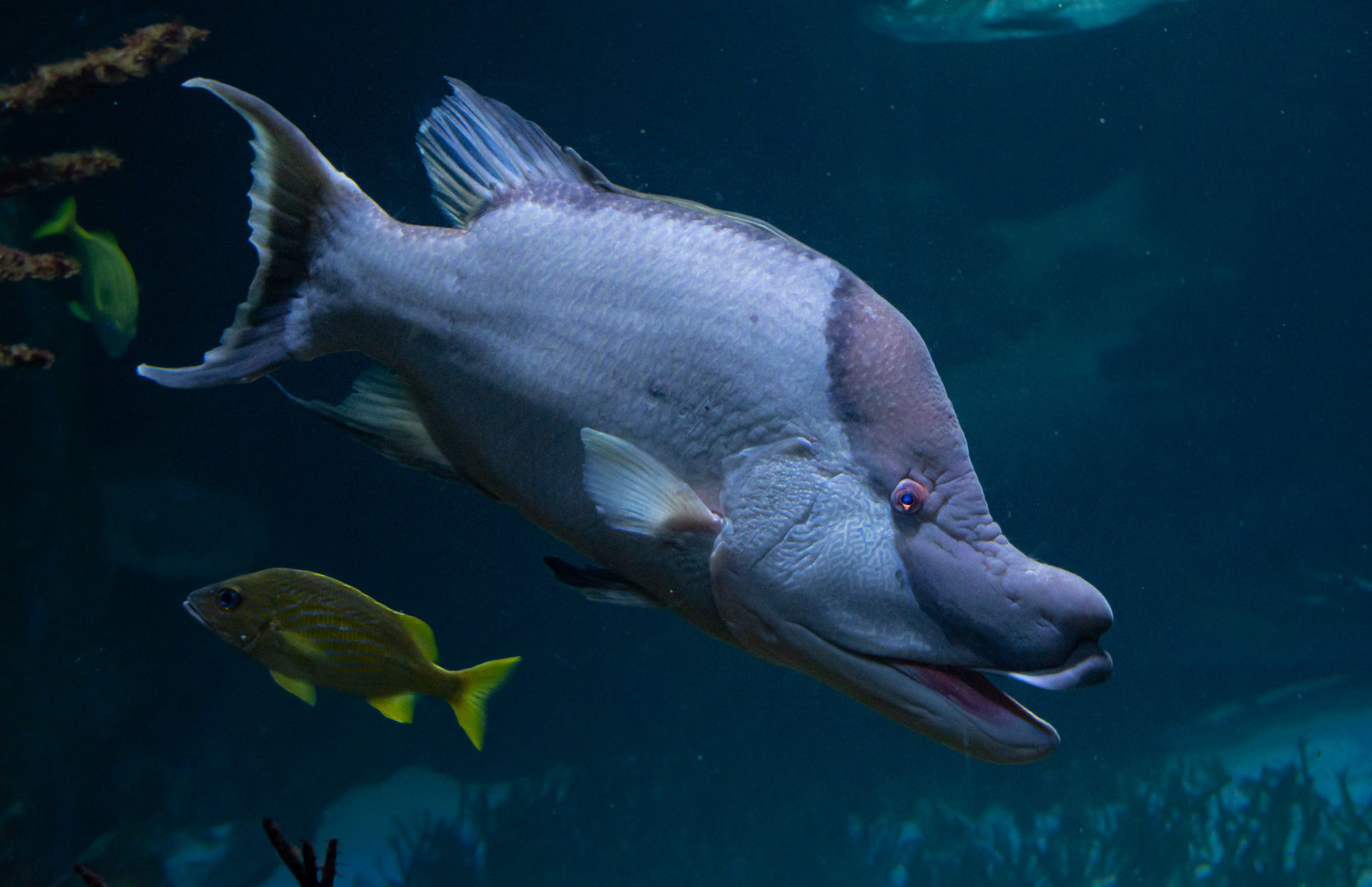 Hogfish (Lachnolaimus maximus) - Haus des Meeres