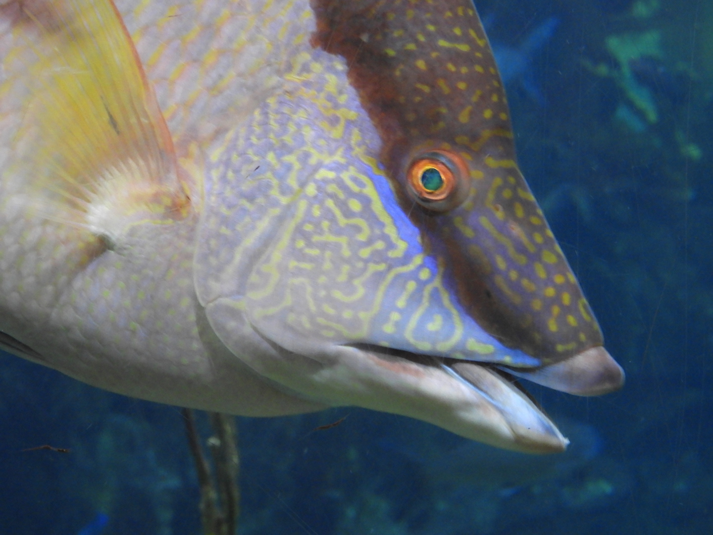 Hogfish (Lachnolaimus maximus)