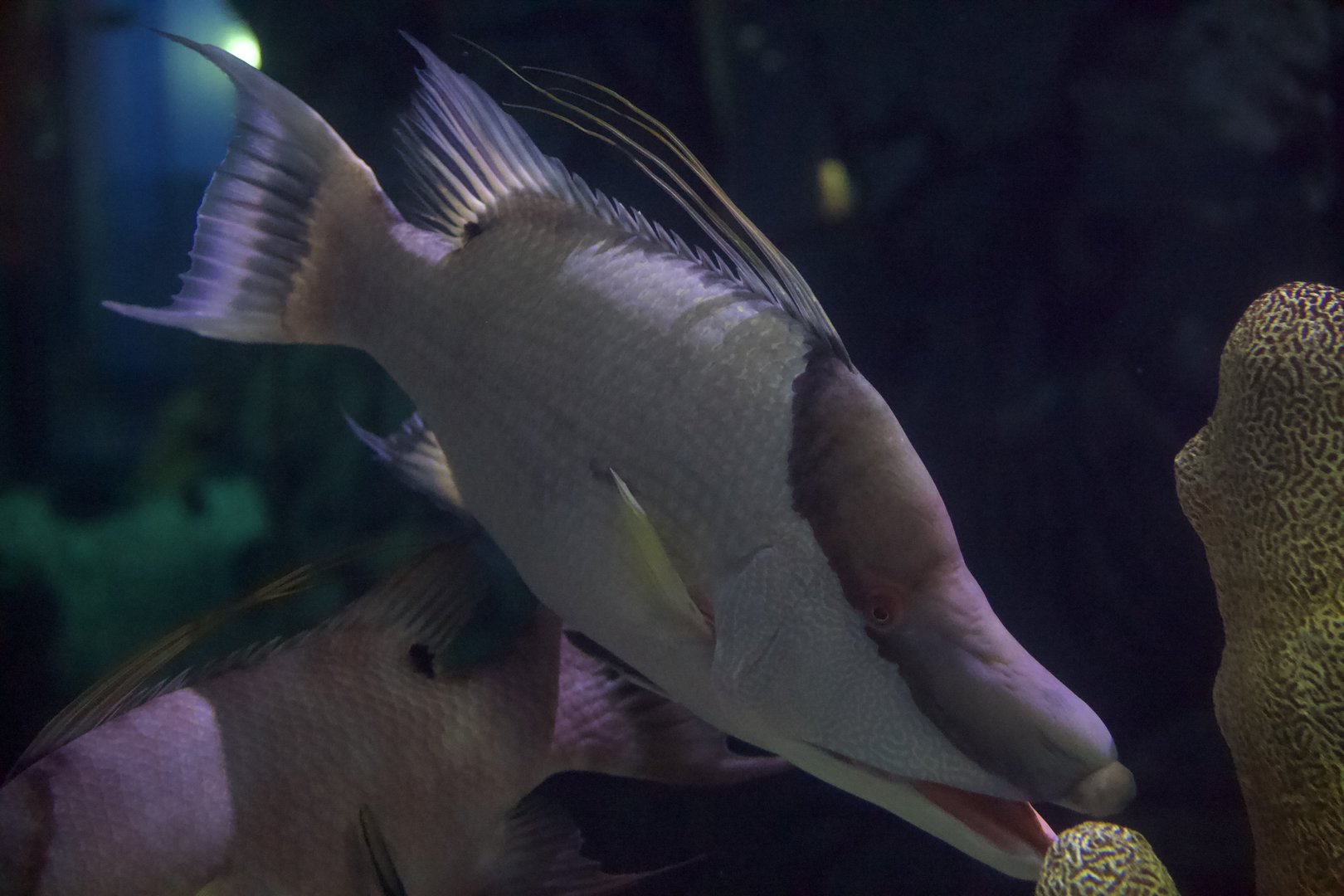 Hogfish/ Lachnolaimus maximus