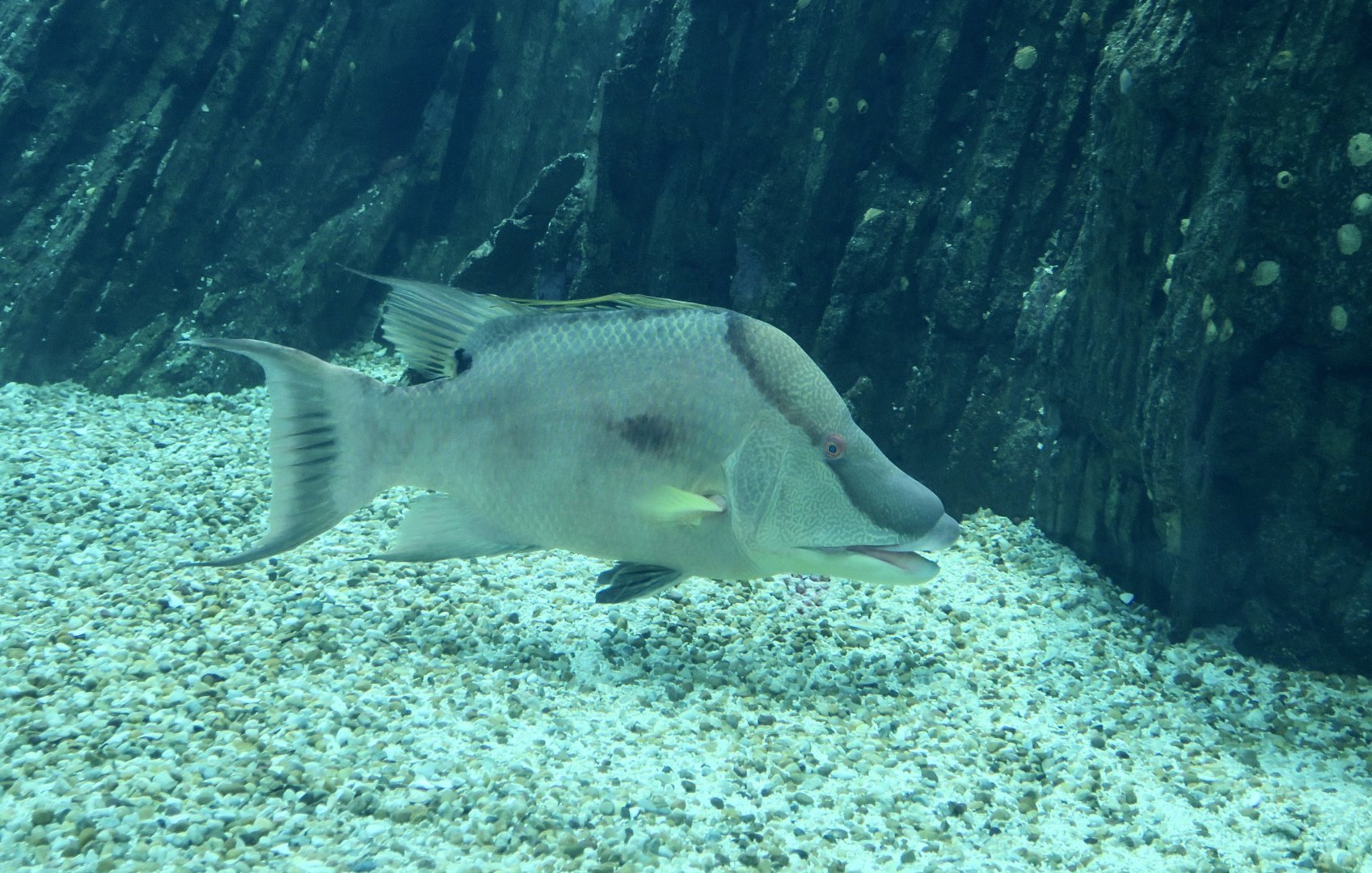 Hogfish (Lachnolaimus maximus)
