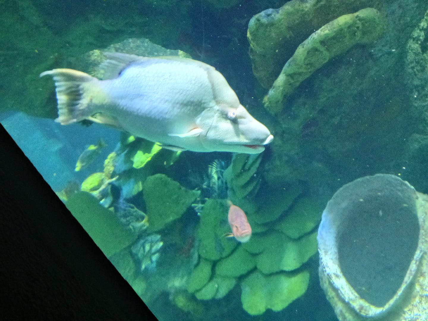 Hogfish - Seen Jan 29 2025