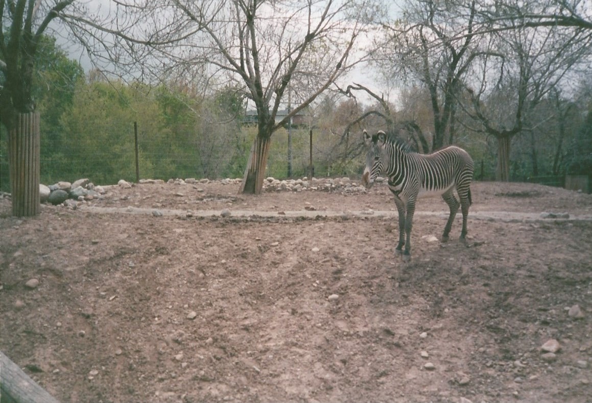 Hogle Zoo 1999 - African Savannah - Grevy's Zebra