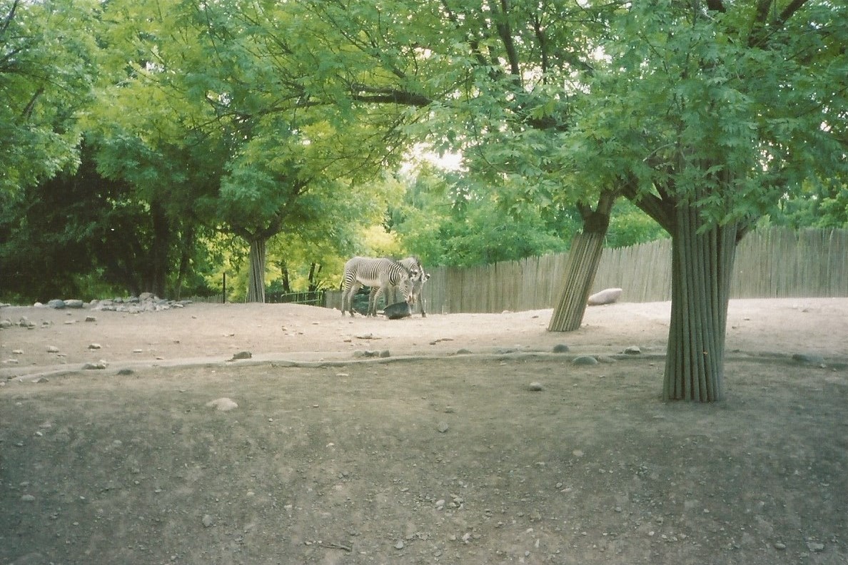 Hogle Zoo 1999 - African Savannah - Grevy's Zebras
