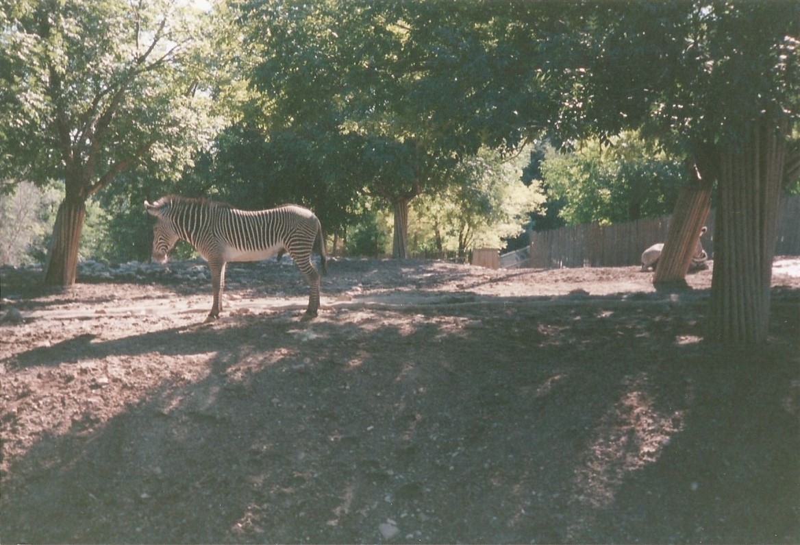 Hogle Zoo 1999 - African Savannah - Grevy's Zebras