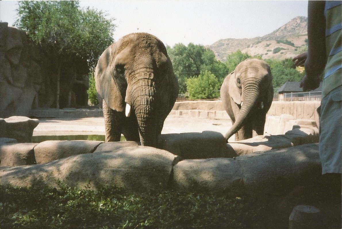 Hogle Zoo 1999 - Animal Giants - African Elephants