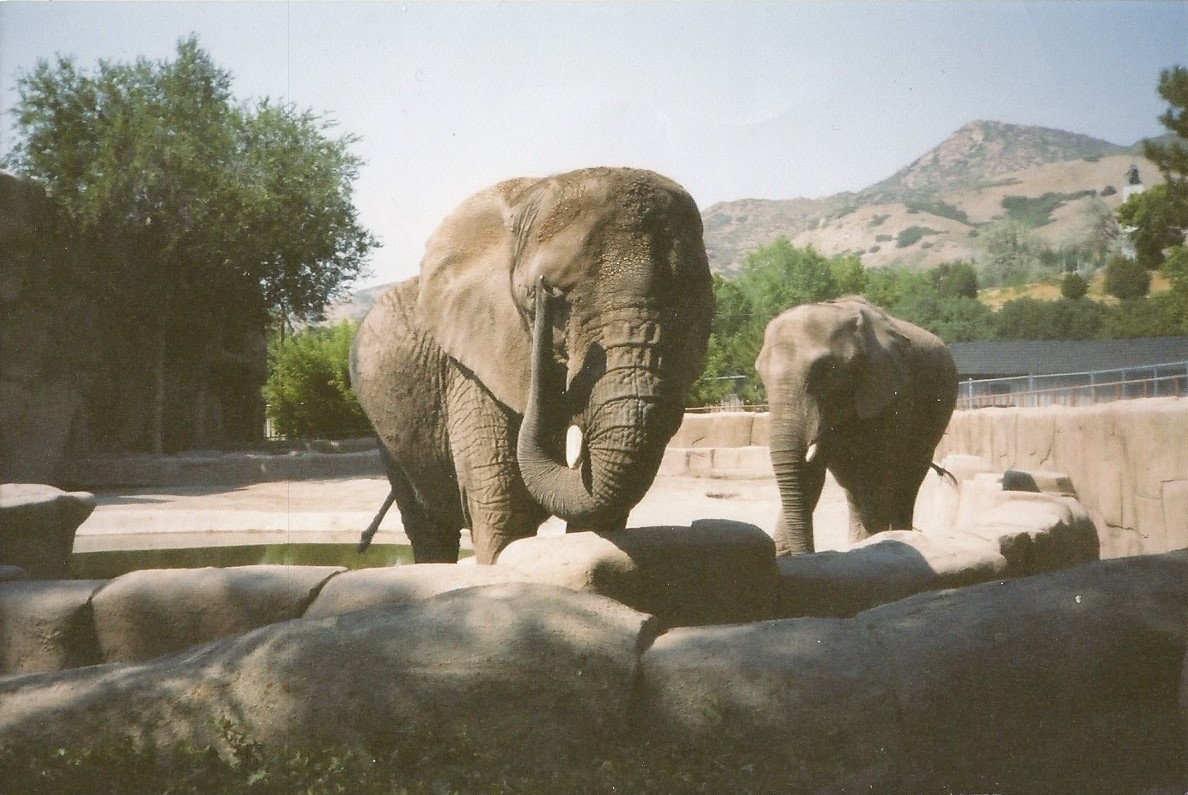Hogle Zoo 1999 - Animal Giants - African Elephants