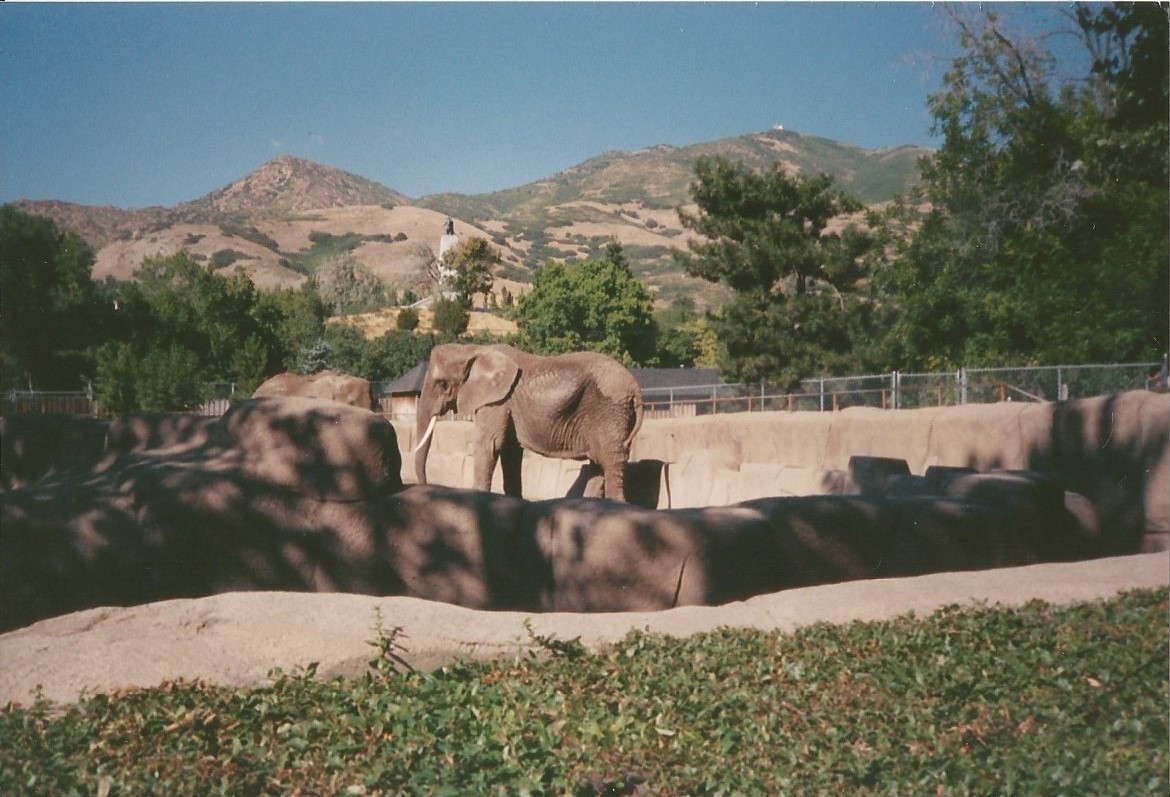 Hogle Zoo 1999 - Animal Giants - African Elephants