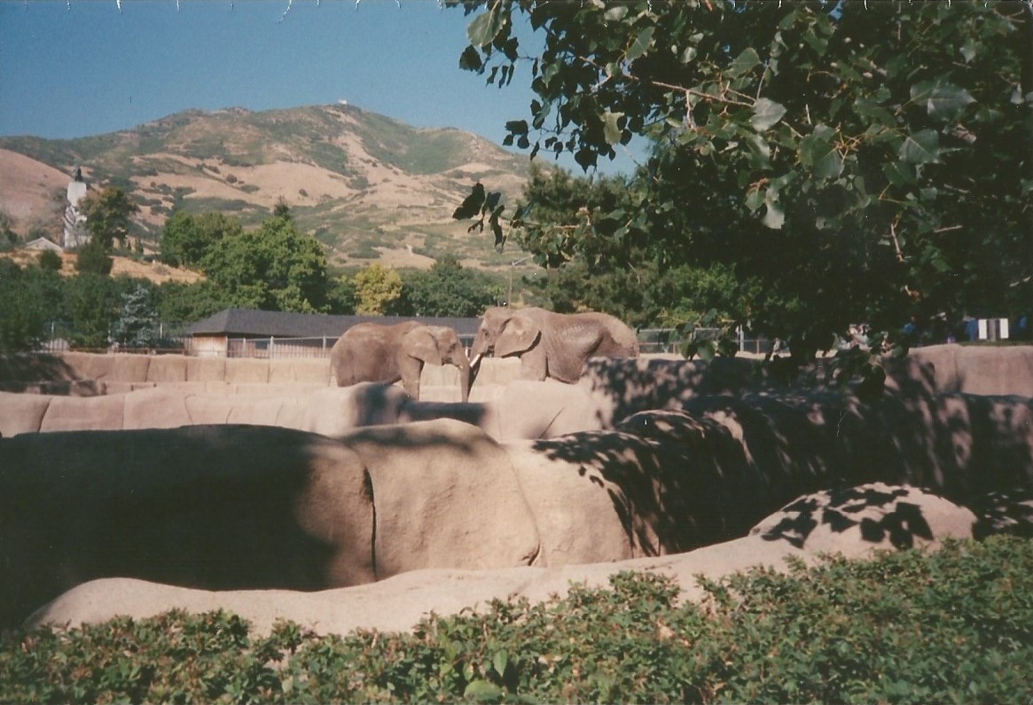 Hogle Zoo 1999 - Animal Giants - African Elephants