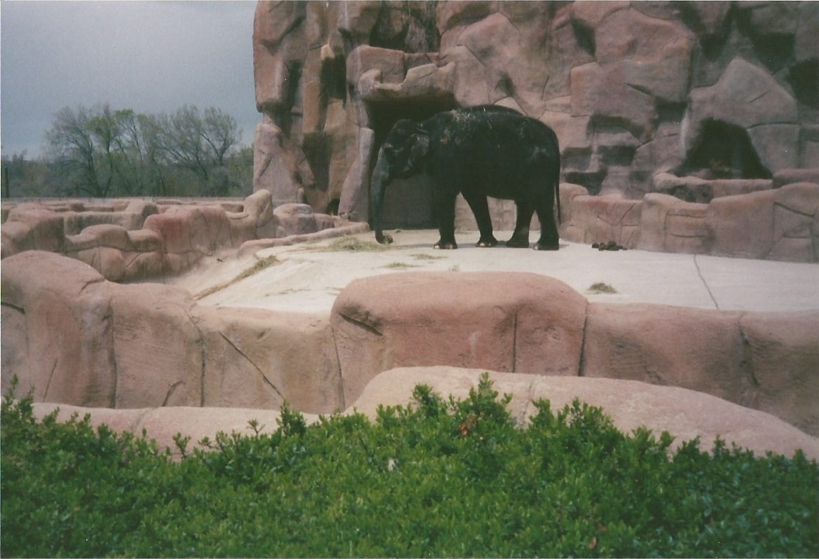 Hogle Zoo 1999 - Animal Giants - Asian Elephant