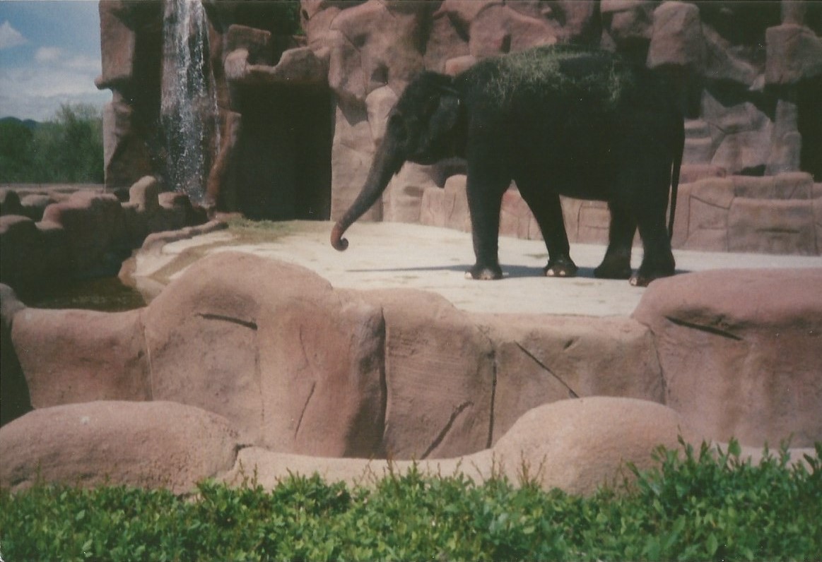 Hogle Zoo 1999 - Animal Giants - Asian Elephant