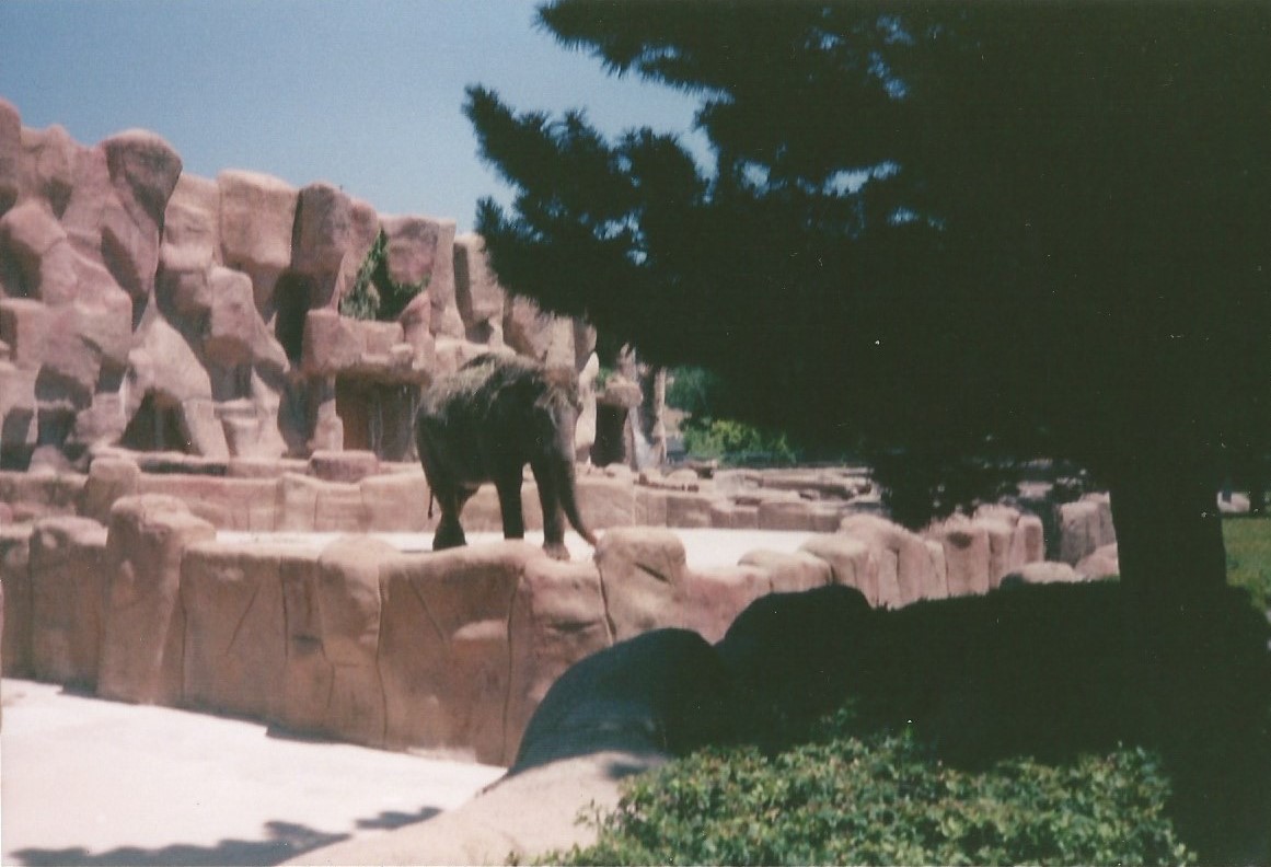 Hogle Zoo 1999 - Animal Giants - Asian Elephant