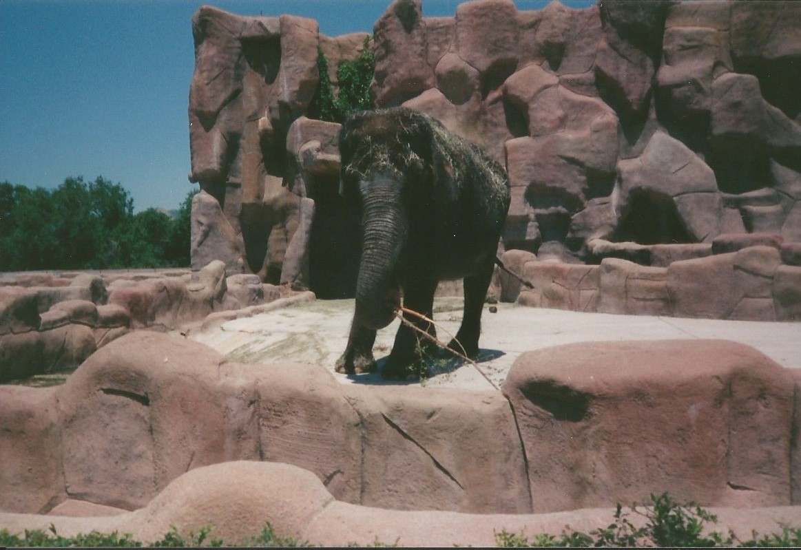 Hogle Zoo 1999 - Animal Giants - Asian Elephant