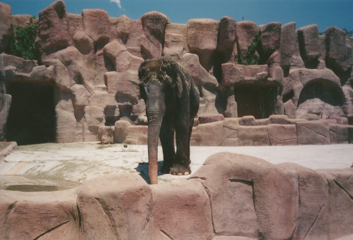Hogle Zoo 1999 - Animal Giants - Asian Elephant