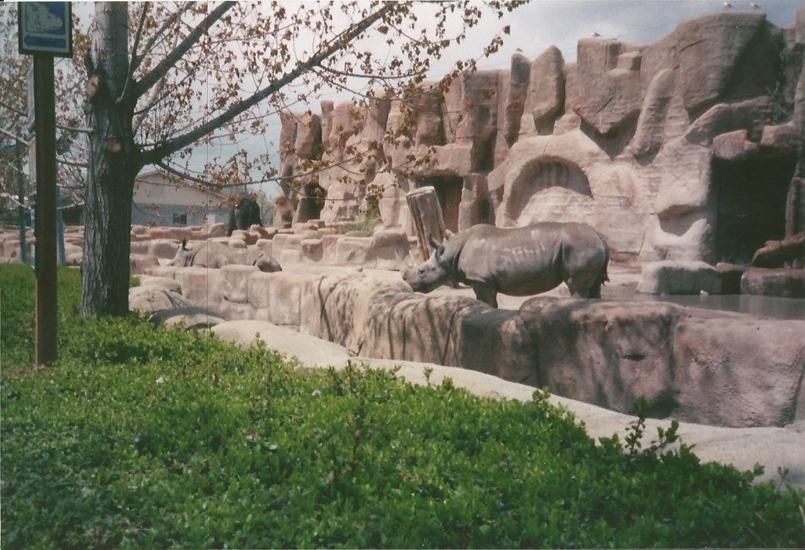 Hogle Zoo 1999 - Animal Giants - White Rhinoceros and Asian Elephant