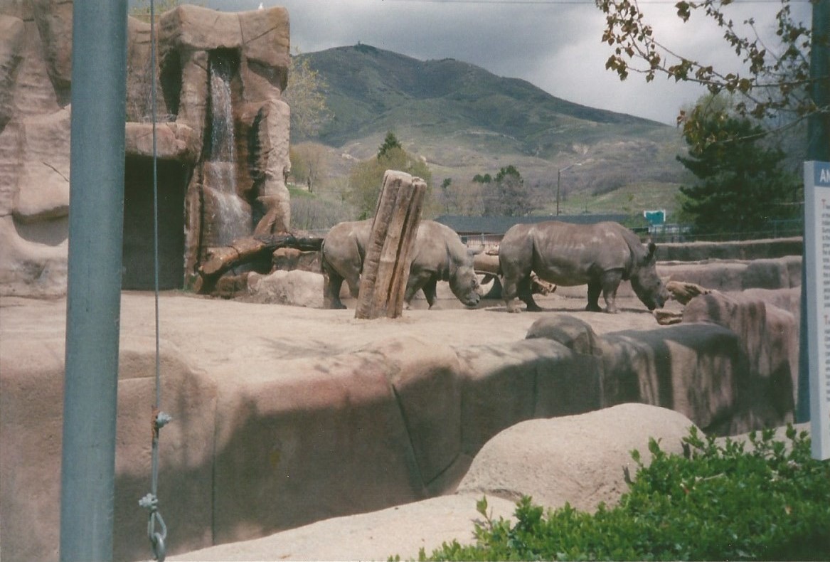 Hogle Zoo 1999 - Animal Giants - White Rhinos