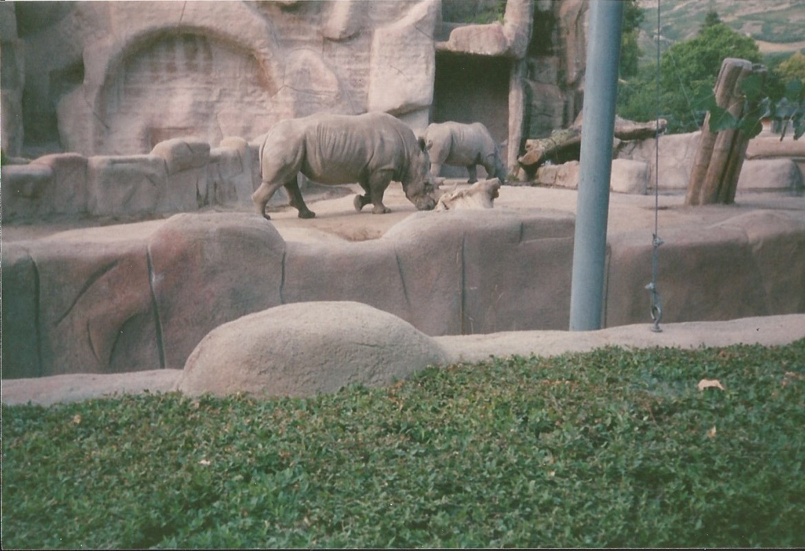 Hogle Zoo 1999 - Animal Giants - White Rhinos