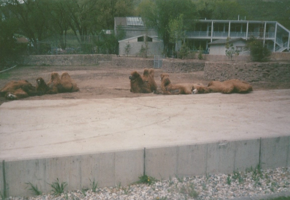 Hogle Zoo 1999 - Bactrian Camels