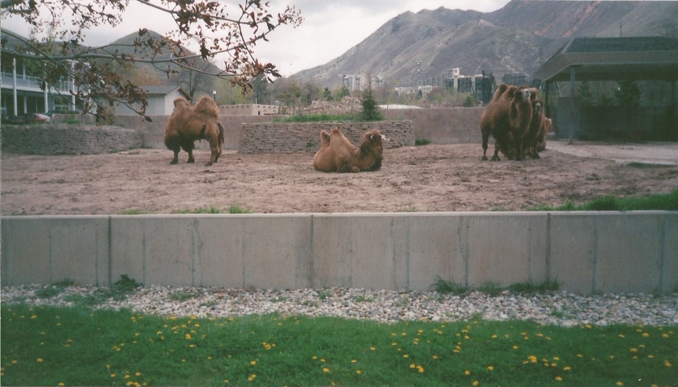 Hogle Zoo 1999 - Bactrian Camels