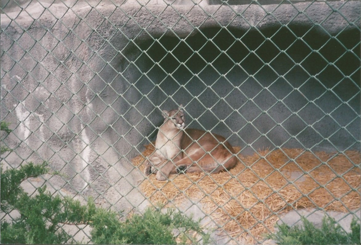 Hogle Zoo 1999 - Bear Grotto - Cougar