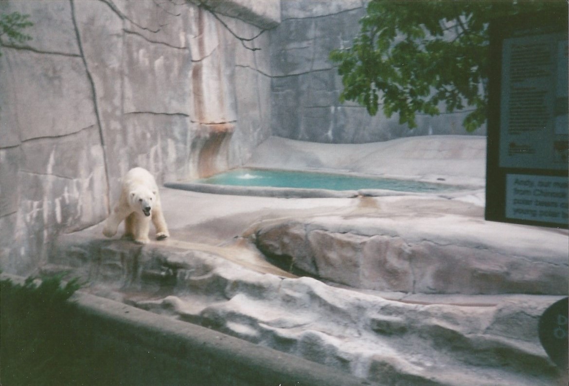 Hogle Zoo 1999 - Bear Grotto - Polar Bear