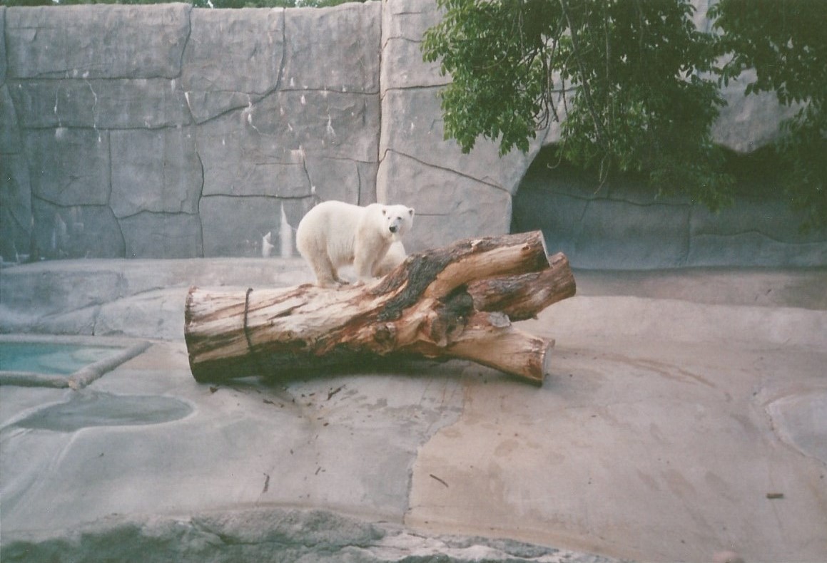 Hogle Zoo 1999 - Bear Grotto - Polar Bear