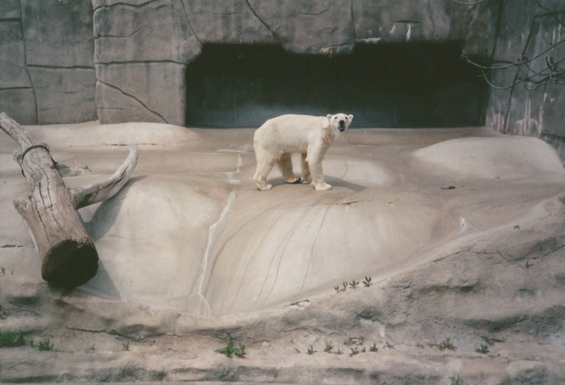 Hogle Zoo 1999 - Bear Grotto - Polar Bear