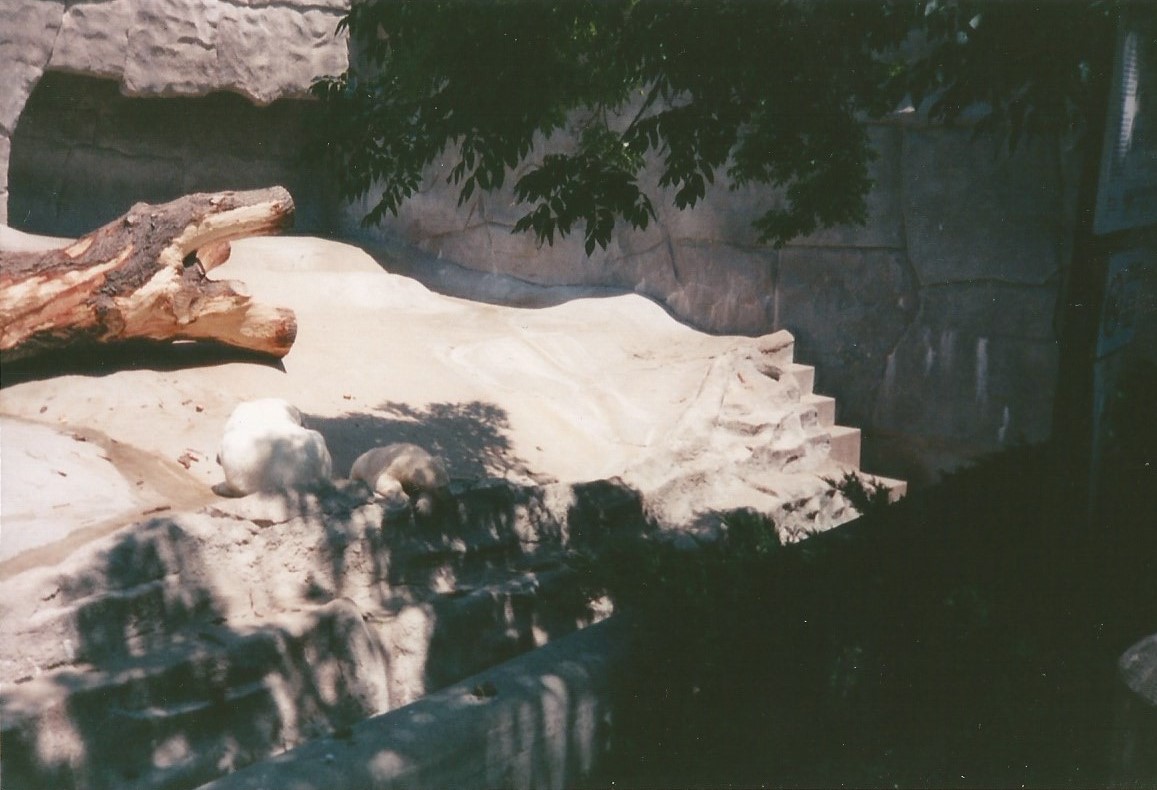 Hogle Zoo 1999 - Bear Grotto - Polar Bears