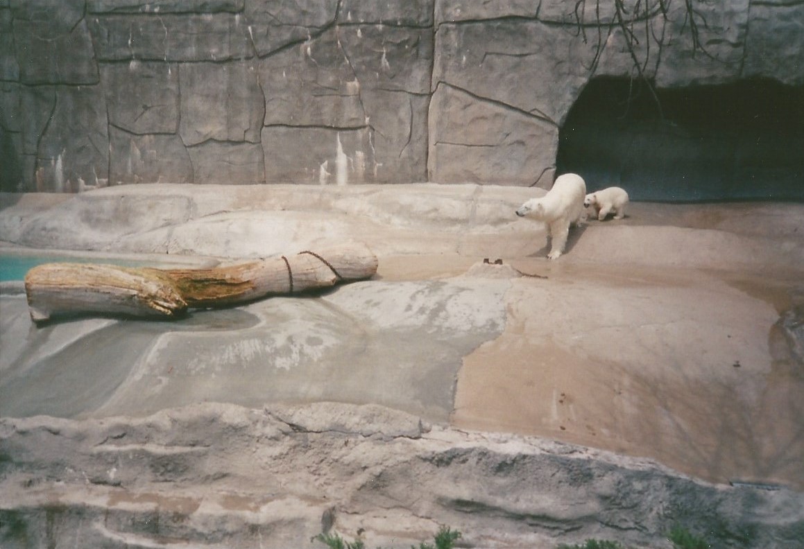 Hogle Zoo 1999 - Bear Grotto - Polar Bears