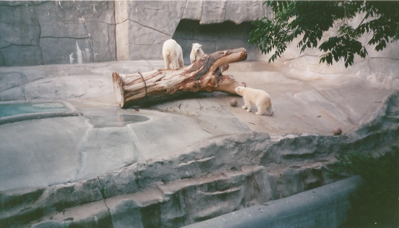 Hogle Zoo 1999 - Bear Grotto - Polar Bears