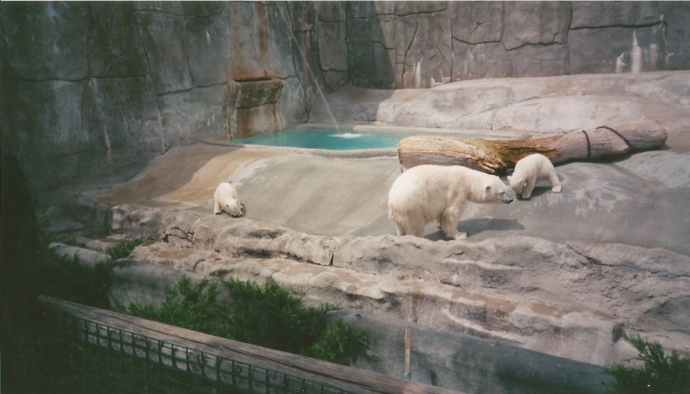 Hogle Zoo 1999 - Bear Grotto - Polar Bears