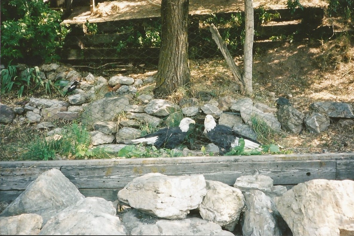 Hogle Zoo 1999 - Discoveryland - Bald Eagles