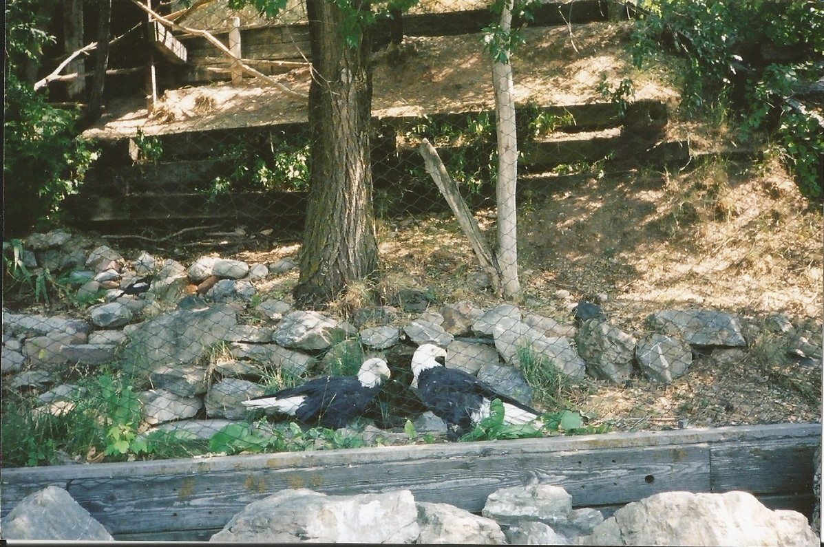 Hogle Zoo 1999 - Discoveryland - Bald Eagles