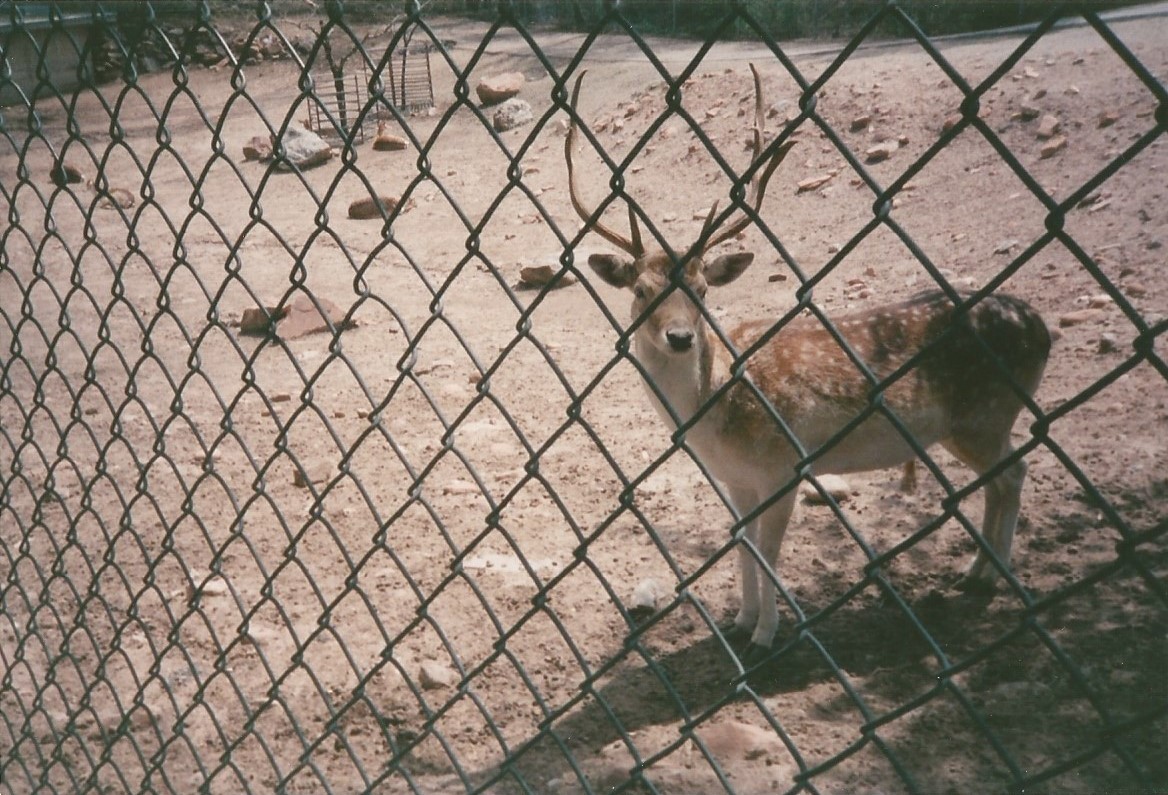 Hogle Zoo 1999 - Fallow Deer