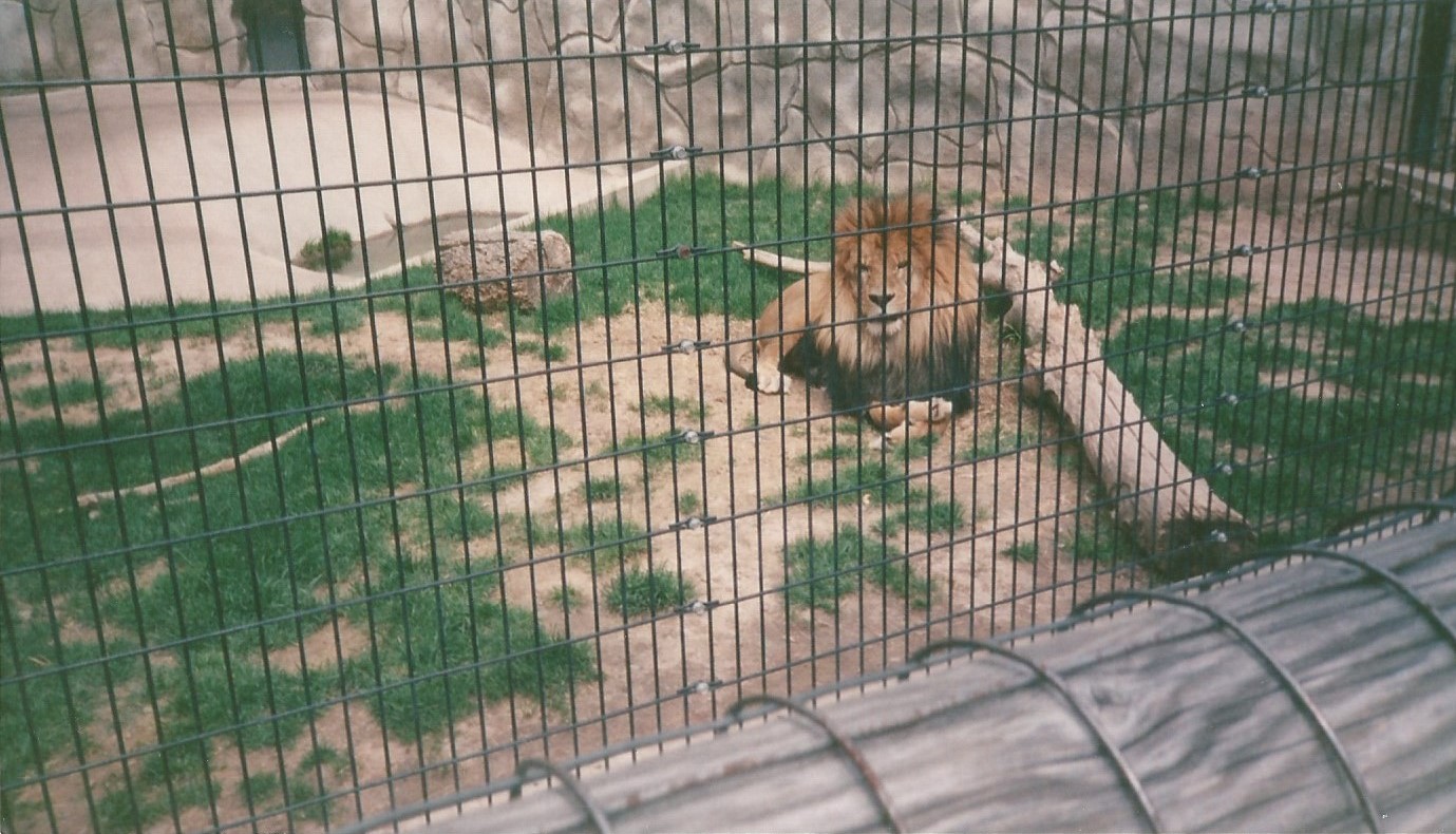 Hogle Zoo 1999 - Feline Building - African Lion