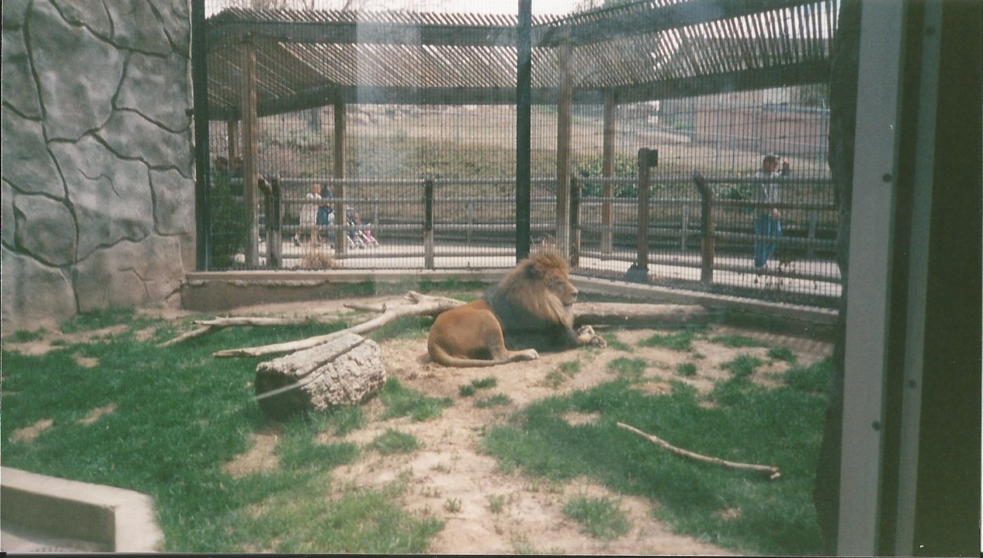 Hogle Zoo 1999 - Feline Building - African Lion