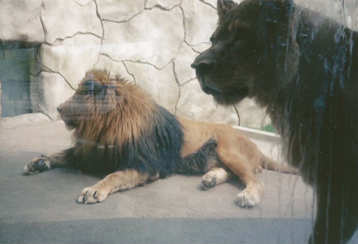 Hogle Zoo 1999 - Feline Building - African Lions