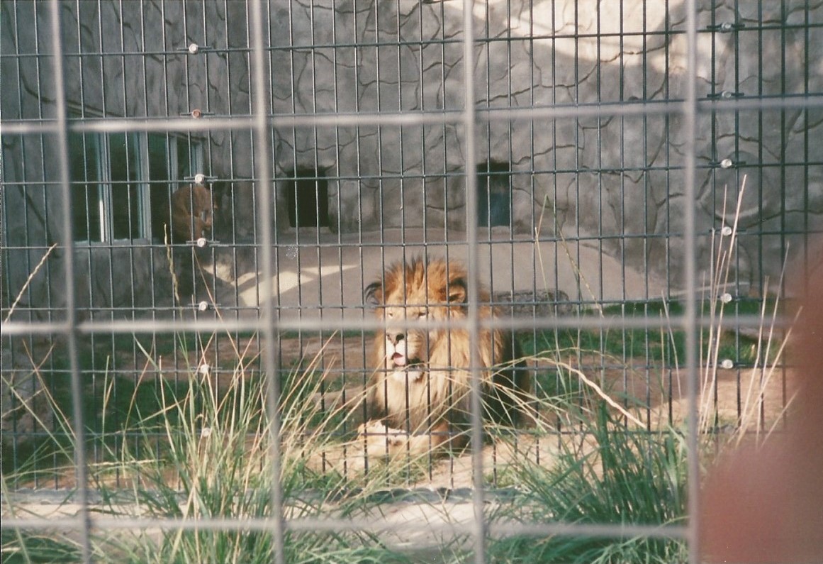 Hogle Zoo 1999 - Feline Building - African Lions
