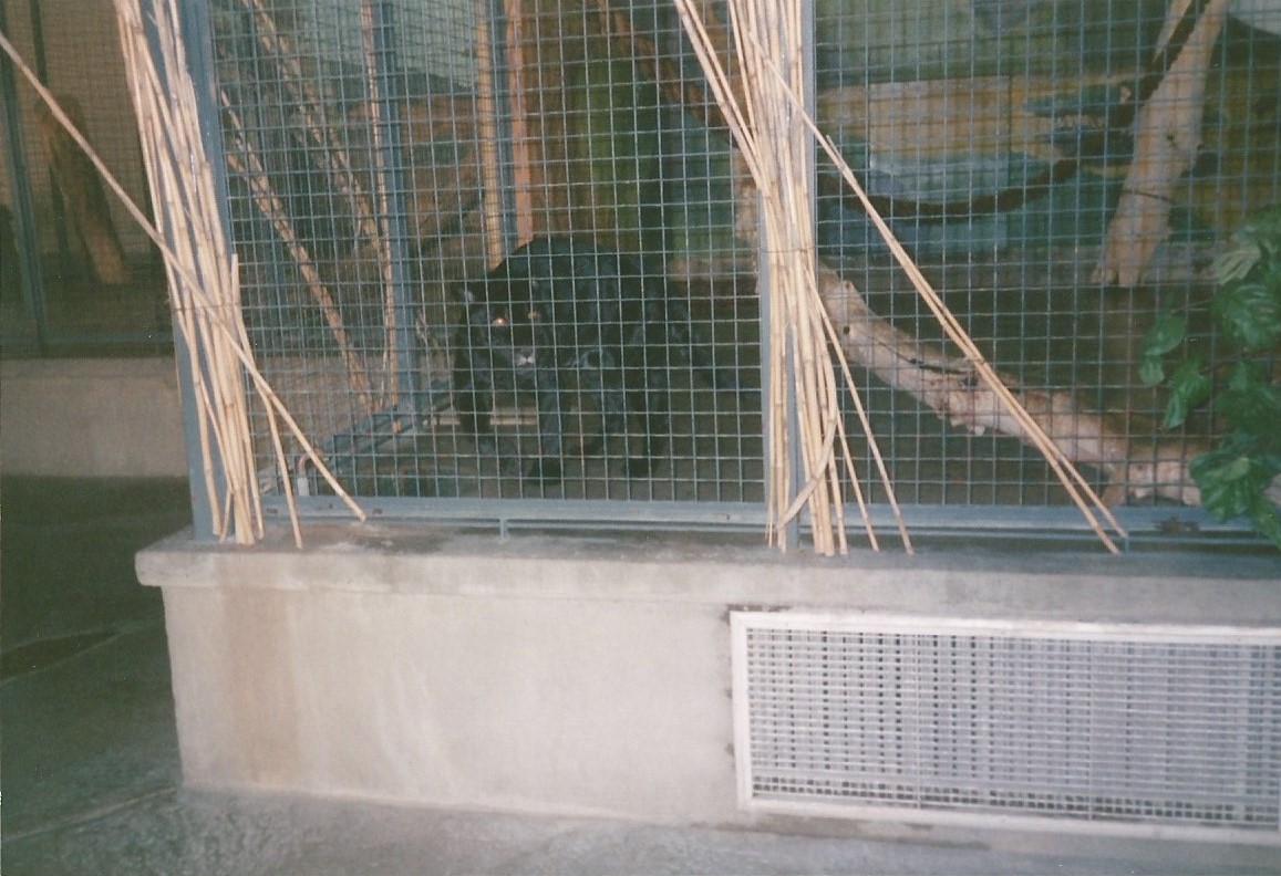Hogle Zoo 1999 - Feline Building - Jaguar