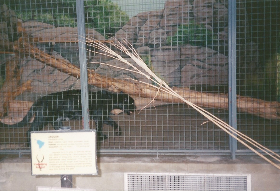 Hogle Zoo 1999 - Feline Building - Jaguar