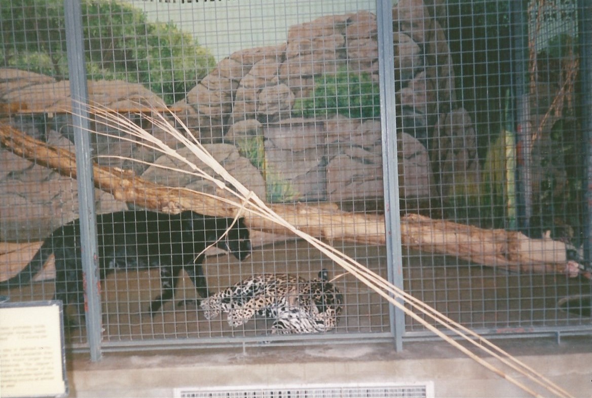 Hogle Zoo 1999 - Feline Building - Jaguars