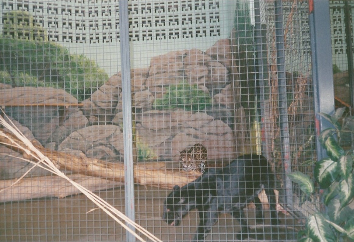 Hogle Zoo 1999 - Feline Building - Jaguars
