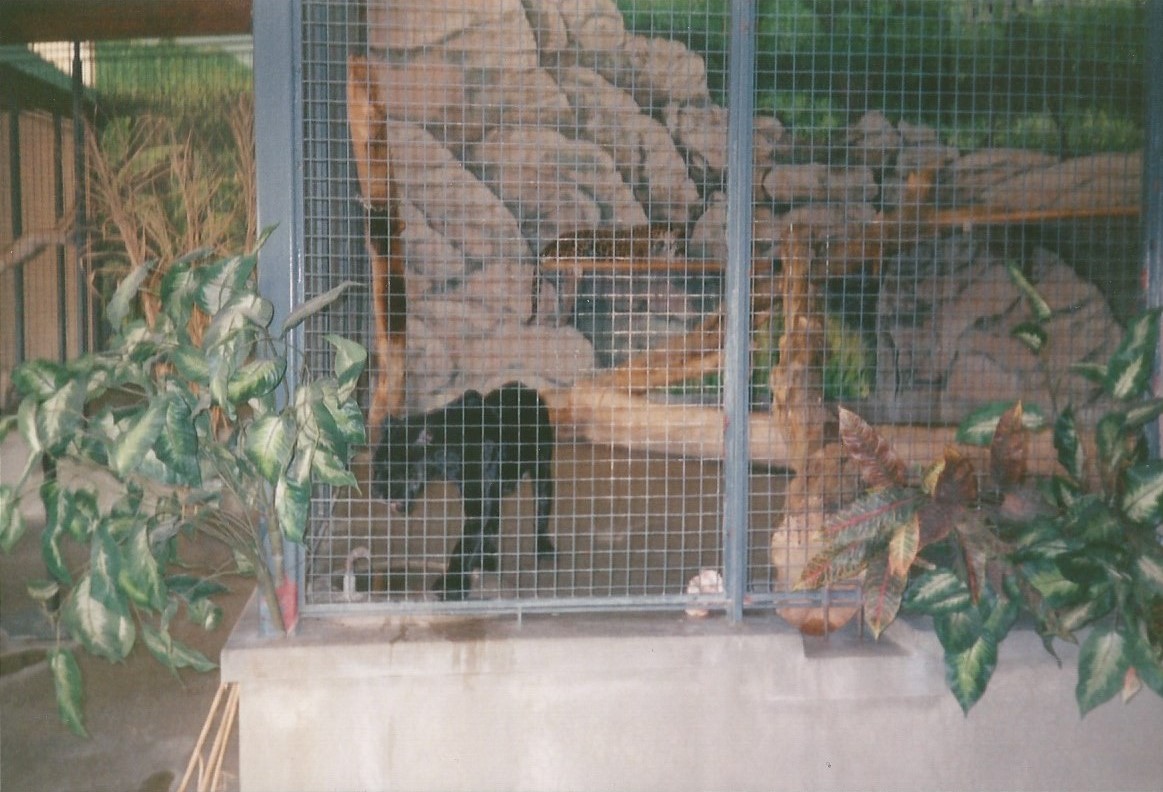 Hogle Zoo 1999 - Feline Building - Jaguars