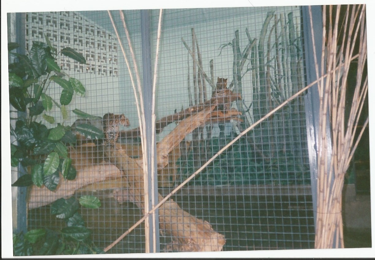 Hogle Zoo 1999 - Feline Building - Leopards