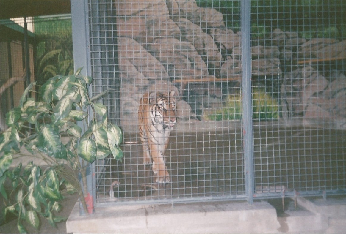 Hogle Zoo 1999 - Feline Building - Siberian Tiger