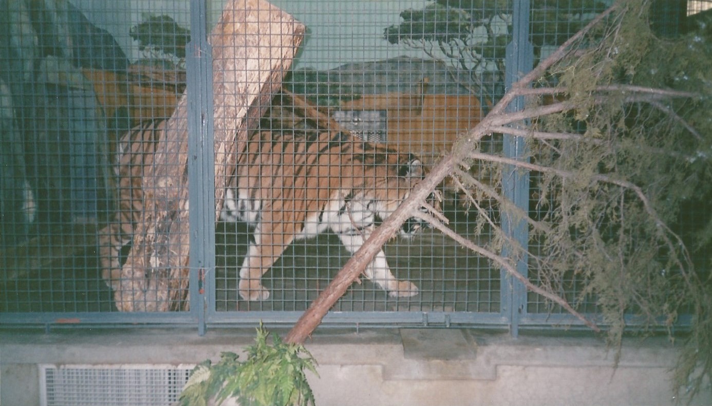 Hogle Zoo 1999 - Feline Building - Siberian Tiger